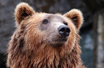 bear in cave