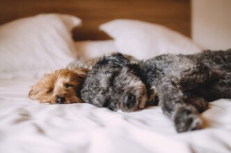 dog sliping in bed