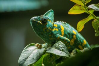 exotic animals