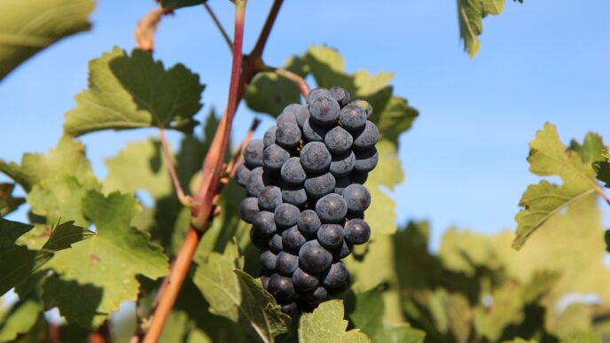 grape