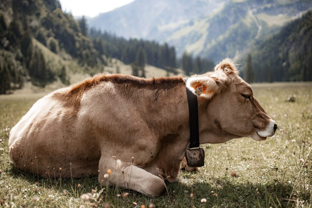 cow