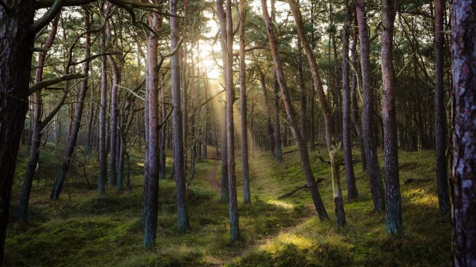 forest