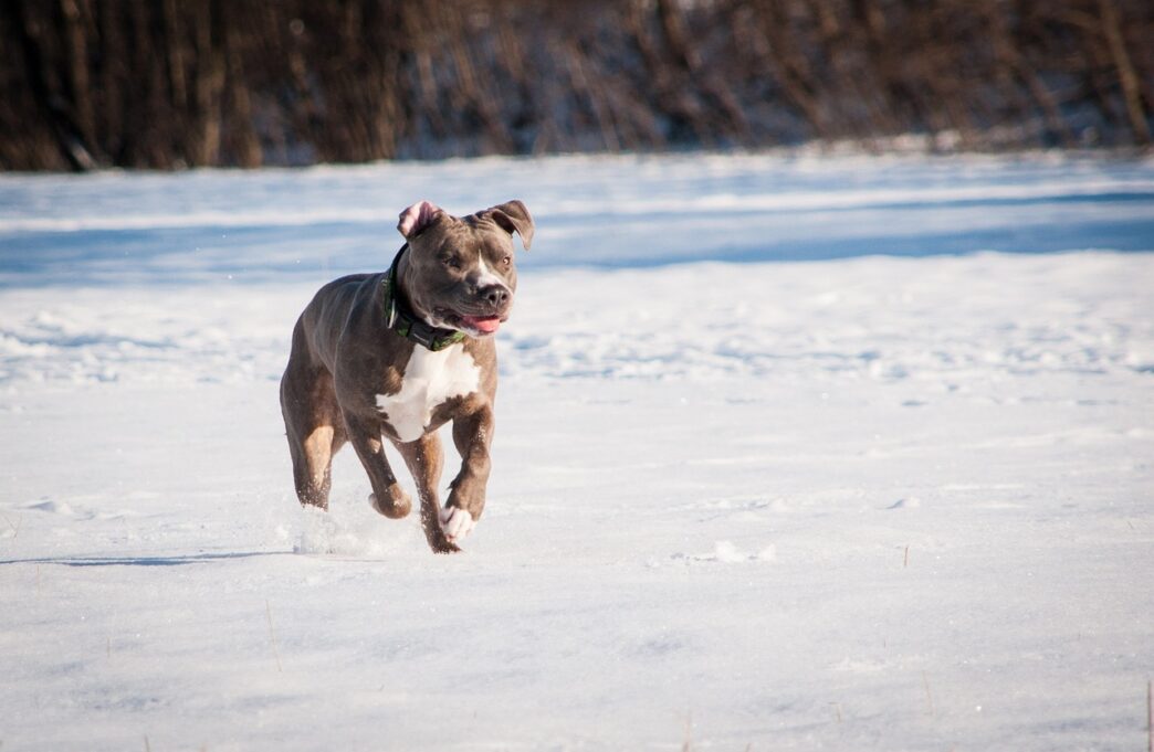 pitbull