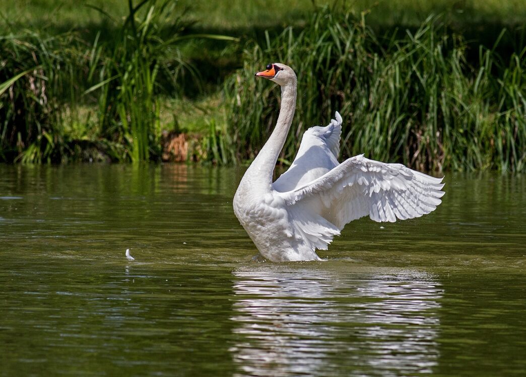 swan