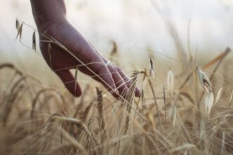 barley