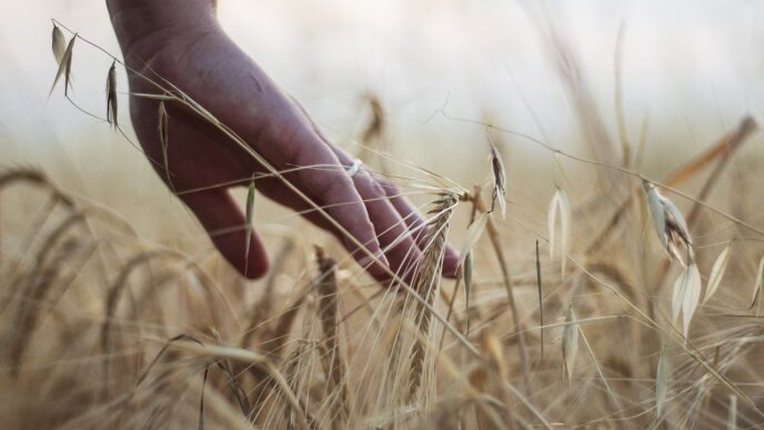 barley