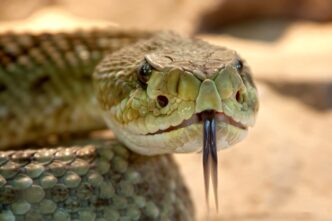 horned viper