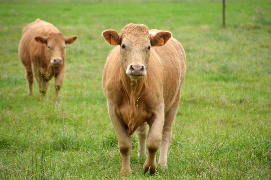 cow