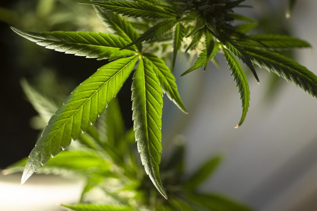 marihuana