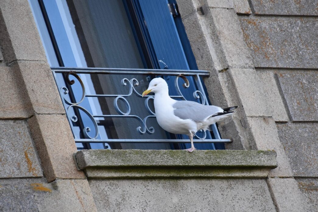 seagull