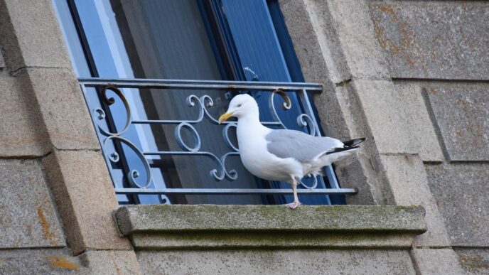 seagull
