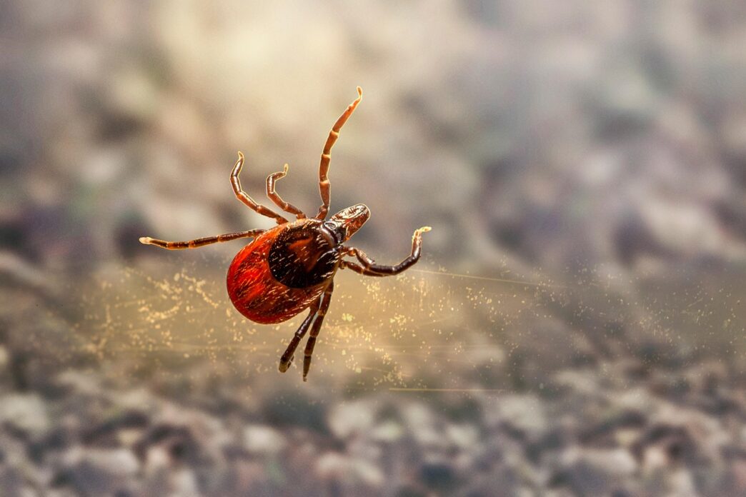 tick