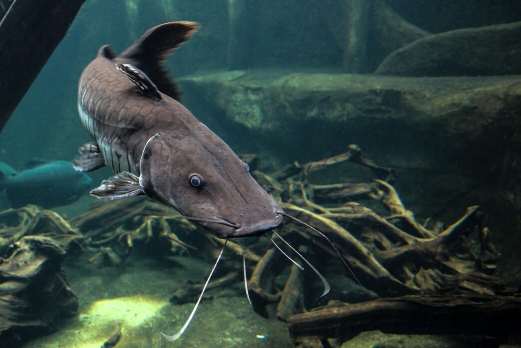 welsh catfish