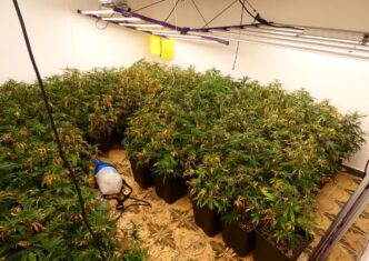 Podlehnik nasad marihuane