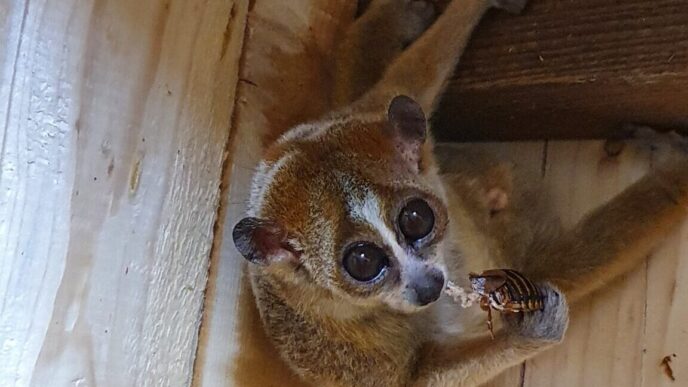 Pritlikavi pocasni lori v Tropski hisi 4 1152x1536 1 e1755709930378