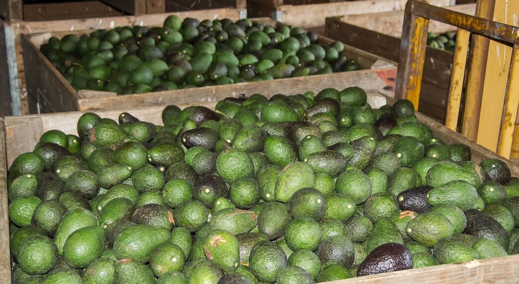 avocado