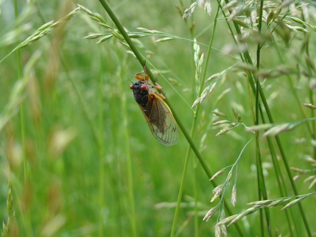 cicada
