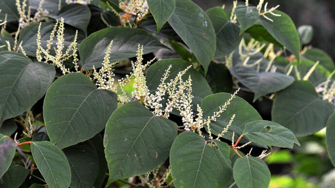 japanese knotweed
