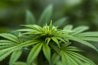 medical cannabis