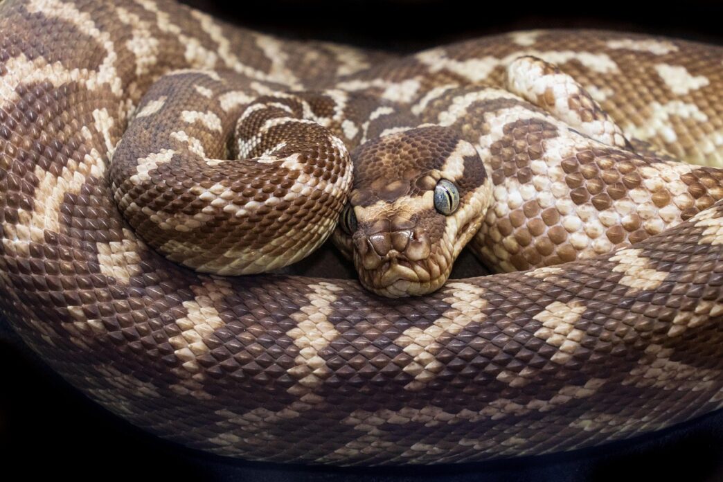 python