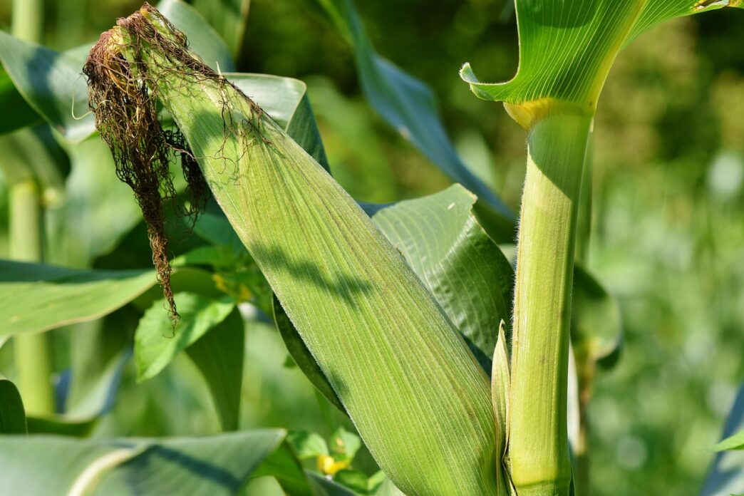 corn field