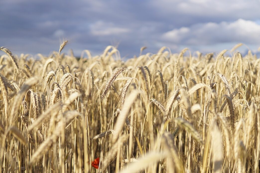 field