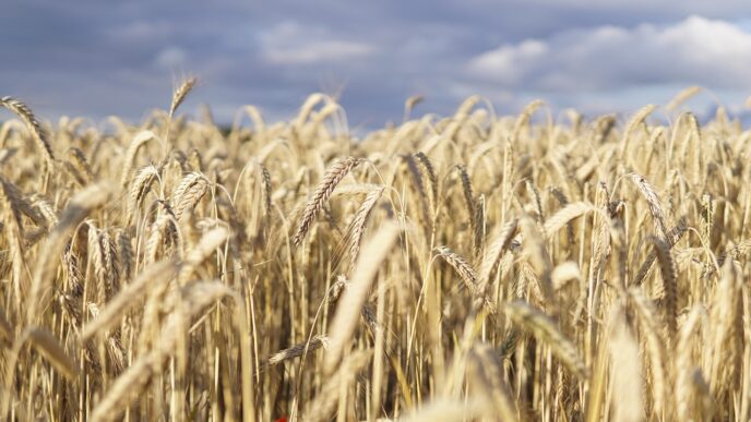 field