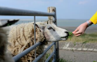 sheep