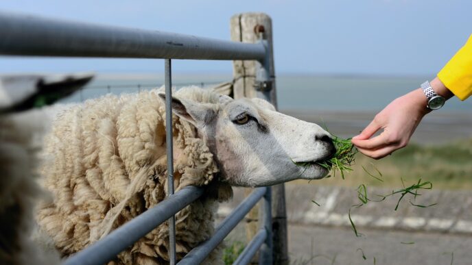 sheep