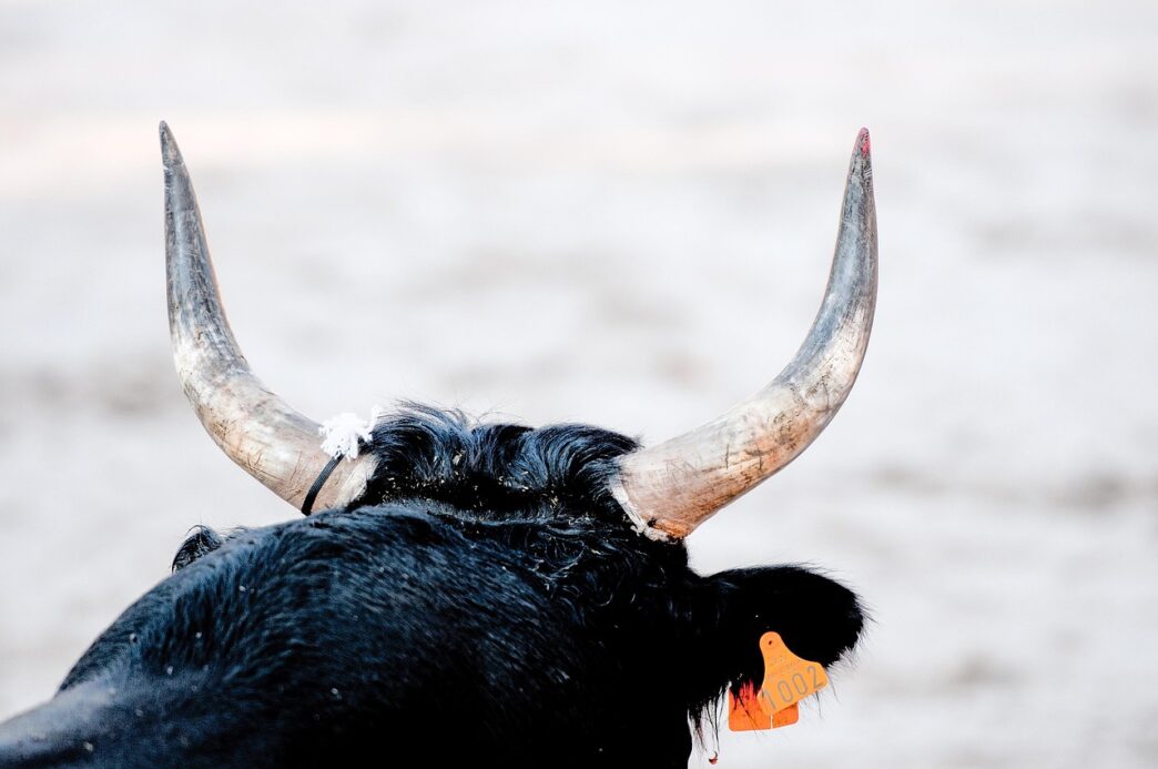 bull