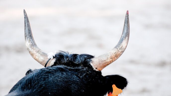 bull