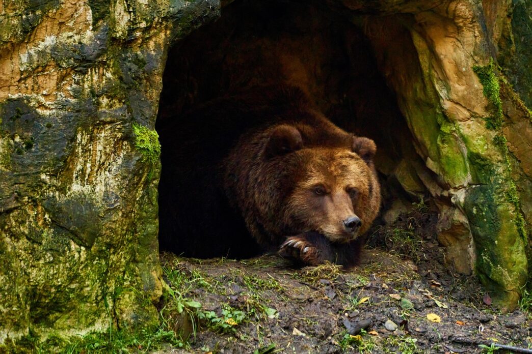 bear