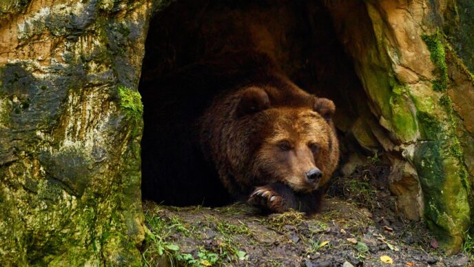 bear