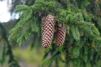 spruce