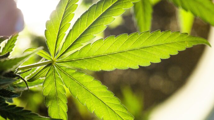 weed
