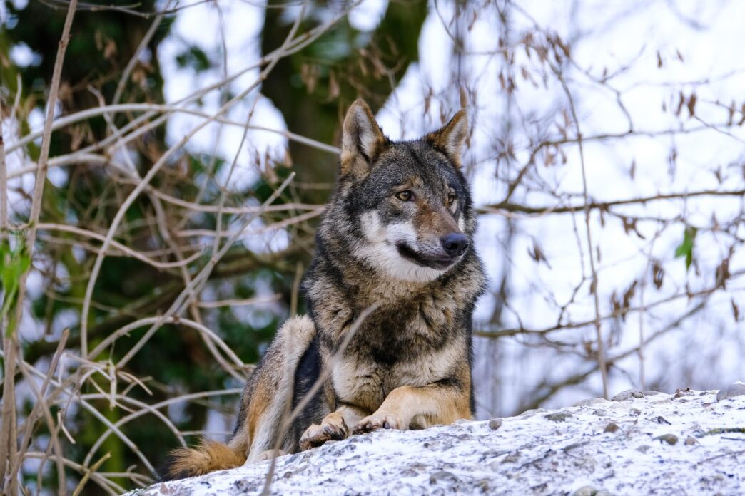 wolf