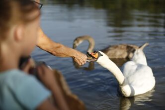 swan 7440578 1280