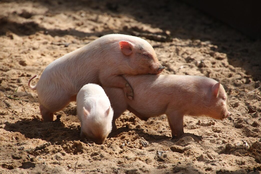 pigs