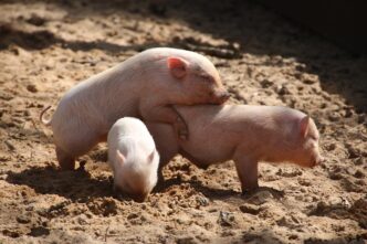 pigs