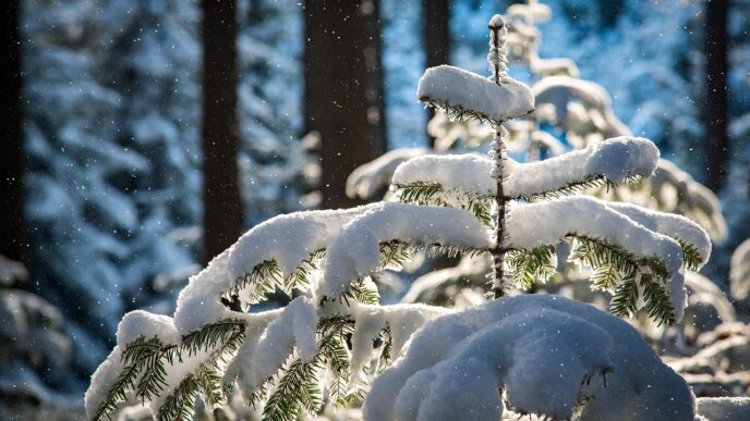 snow