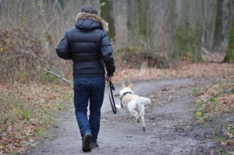 dog and human
