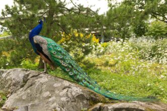 pheasant