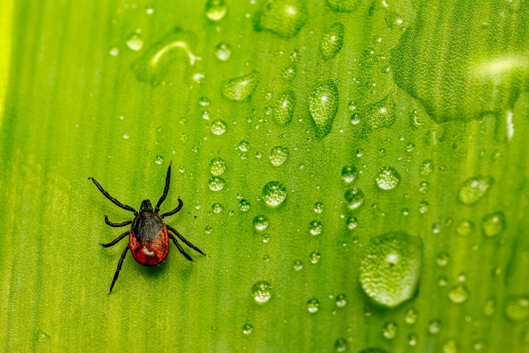 tick