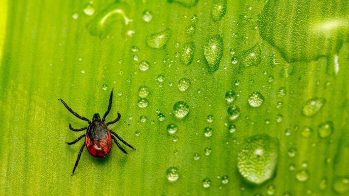 tick