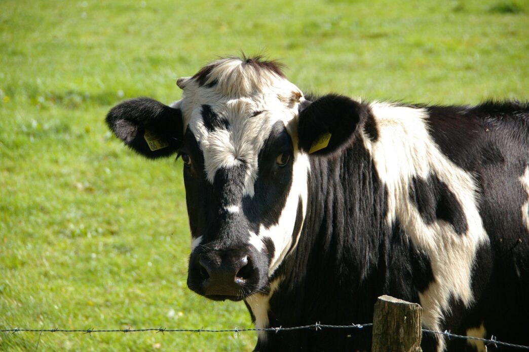 cow on grass