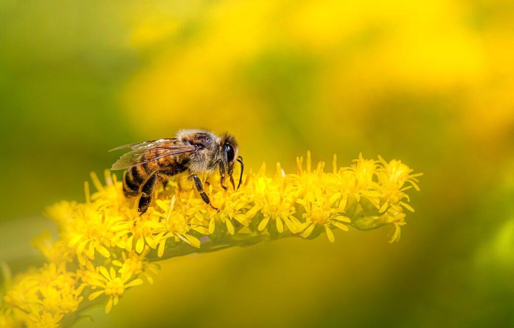 bee