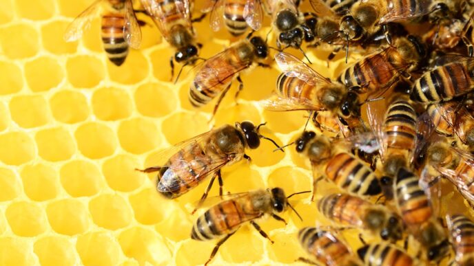 honey
