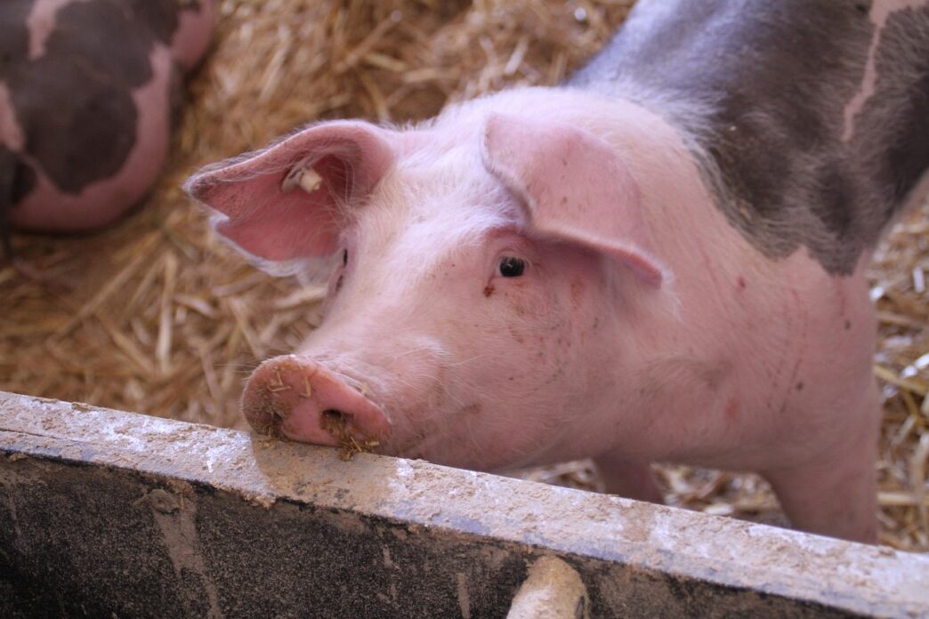 pigs
