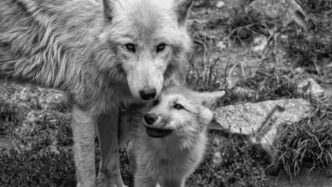 wolf