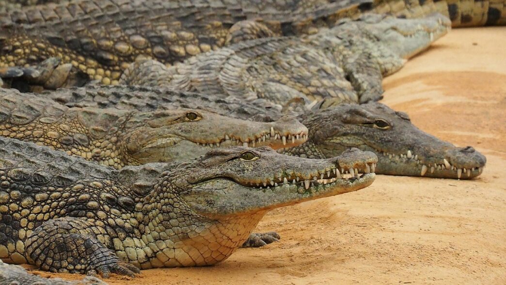 crocodil